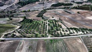 Adana’da kiraladığı çorak araziyi keçiboynuzuyla tarıma kazandırdı