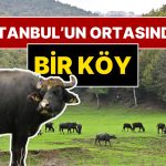 Anadolu’nun Ücra Bir Köyü Değil İstanbul’un Göbeği! Mandalar Otluyor, Organik Yaşıyorlar