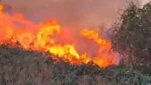 Artvin’de örtü yangını paniği: Ormana sıçradı