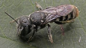 Avustralya’da şeytan boynuzlu yeni arı tipi keşfedildi: Lucifer