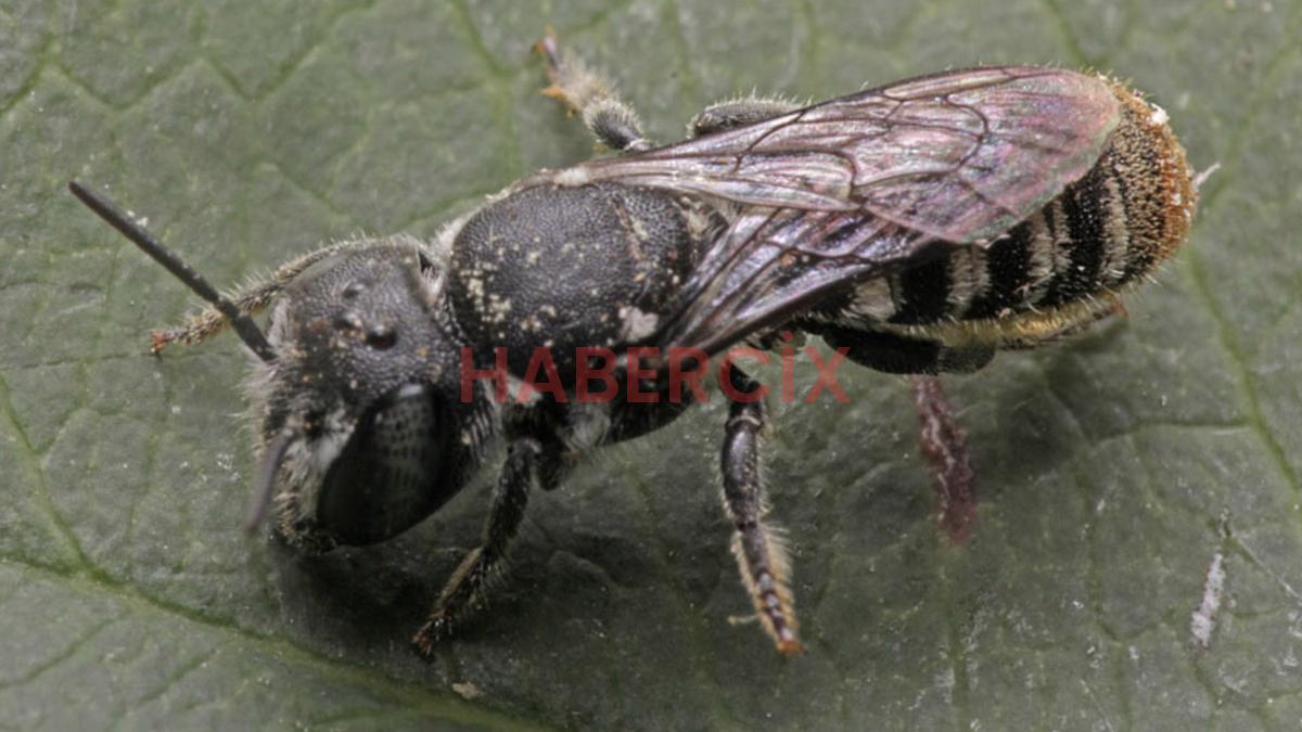 Avustralya’da şeytan boynuzlu yeni arı tipi keşfedildi: Lucifer