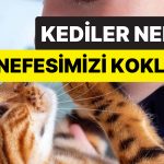 Bağ mı Kuruyorlar? Kedilerin Sürekli Olarak Nefesinizi Koklamasının Mantıklı Sebebi