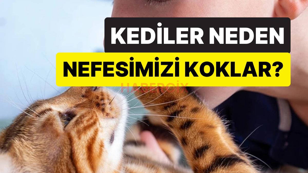 Bağ mı Kuruyorlar? Kedilerin Sürekli Olarak Nefesinizi Koklamasının Mantıklı Sebebi