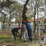 Bakırköy Belediyesi’nden Teke Böceğine Karşı Etkin Mücadele