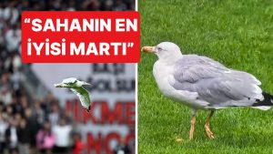 Beşiktaş – Samsunspor Maçında Takımla Atağa Çıkan Yaralı Martı Goygoycuların Diline Düştü