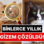 Binlerce Yıllık Gizem Çözüldü: Evcil Kedilerin Kökeni Belli Oldu!