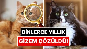 Binlerce Yıllık Gizem Çözüldü: Evcil Kedilerin Kökeni Belli Oldu!