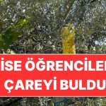 Çiftçiler Kullanmaya Başladı: Lise Öğrencilerinin Projesi Akdeniz Meyve Sineğine Çözüm Oldu