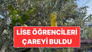 Çiftçiler Kullanmaya Başladı: Lise Öğrencilerinin Projesi Akdeniz Meyve Sineğine Çözüm Oldu
