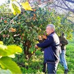 Çiftçinin Ürünü Dalında Kaldı, Belediye Topladı Halka Dağıttı