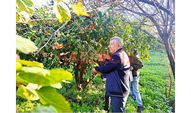 Çiftçinin Ürünü Dalında Kaldı, Belediye Topladı Halka Dağıttı