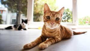 Davut Gül: İstanbul’da mamayla beslenen kediler, fare yakalayamıyor