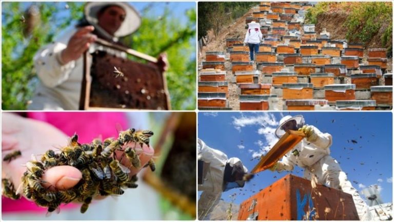 Doğu Karadeniz’in bal ihracatı 1,8 milyon doları aştı