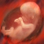 Döllenecek yumurta 3 ay evvelce seçiliyor