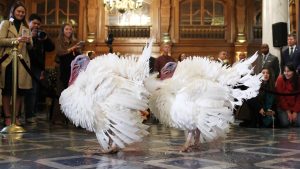 Donald Trump, Şükran Günü nedeniyle iki hindiyi affetti