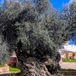 Dünyanın en eski zeytin ağacı: 4000 yıllık ağaç hala meyve veriyor, gören inanamıyor