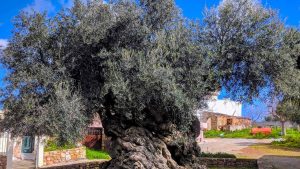 Dünyanın en eski zeytin ağacı: 4000 yıllık ağaç hala meyve veriyor, gören inanamıyor