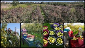 Edirne’de meyve bahçeleri devlet dayanağıyla yaygınlaştı