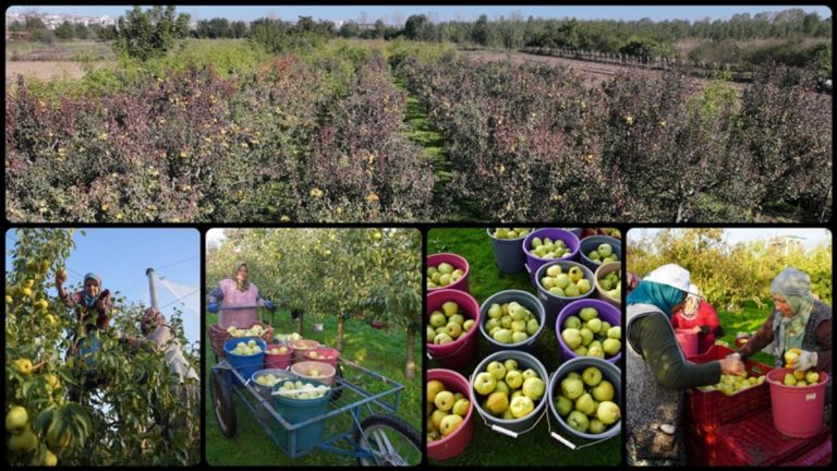 Edirne’de meyve bahçeleri devlet dayanağıyla yaygınlaştı