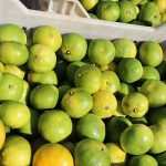 Ekim ayında mandalina ihracatında yüzde 144’lük rekor artış