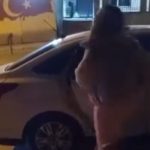 Elazığ’da tartıştığı kişinin arabasına saldıran bayan kayda alındı