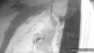 Erzurum’da aç kalan kurtlar köye indi