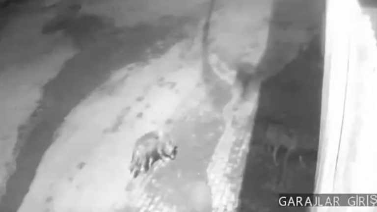 Erzurum’da aç kalan kurtlar köye indi