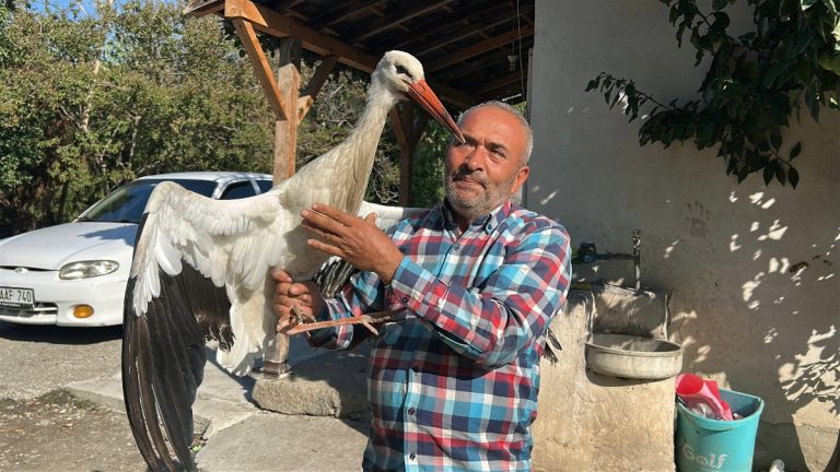 Hatay’da bulduğu leyleği tavuklarla besliyor