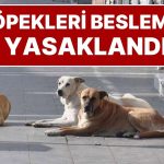 İstanbul Valiliği Karar Aldı: İstanbul’da Sokak Köpeklerini ‘Kontrolsüz Beslemek’ Yasaklandı