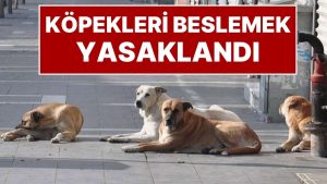 İstanbul Valiliği Karar Aldı: İstanbul’da Sokak Köpeklerini ‘Kontrolsüz Beslemek’ Yasaklandı