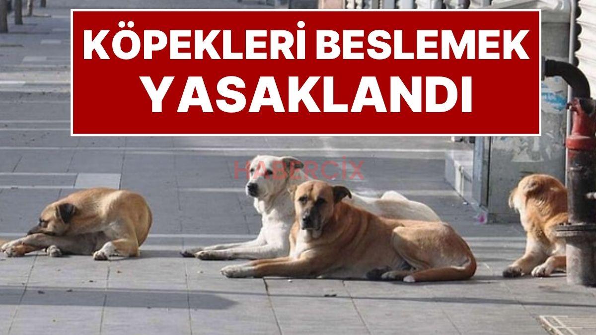 İstanbul Valiliği Karar Aldı: İstanbul’da Sokak Köpeklerini ‘Kontrolsüz Beslemek’ Yasaklandı