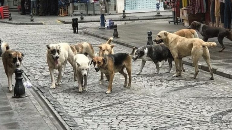 İstanbul’da başıboş sokak köpeklerine ait yeni karar