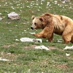 Japonya’da ayı ataklarına karşı ek bütçe teklifi
