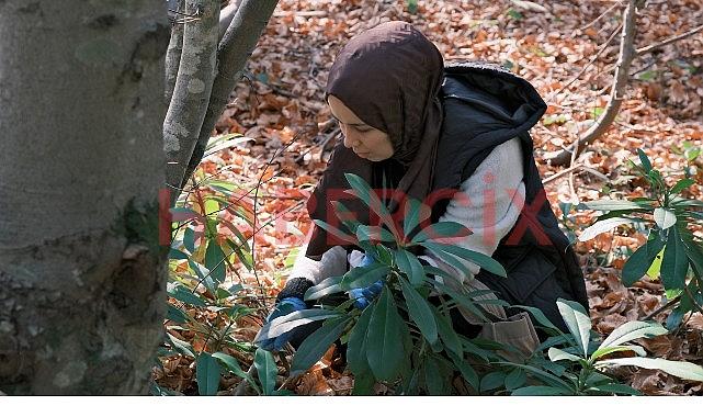 Kuzuyayla’da mantarların gizemli dünyası keşfedildi