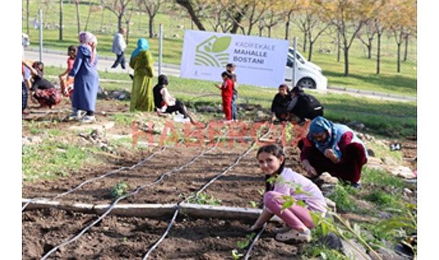 Mahalle bostanlarında kış dikimleri başladı