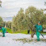Milas Belediyesi Zeytin Hasadına Başladı