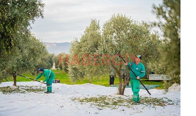 Milas Belediyesi Zeytin Hasadına Başladı