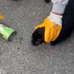 Muğla’da başı konserve kutusuna sıkışan kedi kurtarıldı