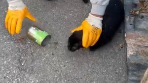 Muğla’da başı konserve kutusuna sıkışan kedi kurtarıldı
