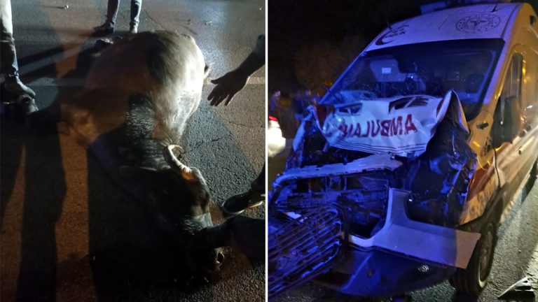 Muş’tan Van’a giden ambulans mandaya çarptı: Hasta başka ambulansla sevk edildi