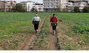 Osmangazi Belediyesi Doğal Üretimle Sofralara Sıhhat Sunuyor