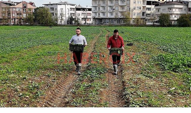 Osmangazi Belediyesi Doğal Üretimle Sofralara Sıhhat Sunuyor