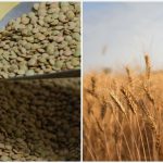 Ramazan’a hazırlık! Yeşil mercimek ve yulaf ithalatında gümrük vergileri düşürüldü