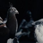 Rusya, kentleri gözetlemek için çipli güvercinleri kullanıyor