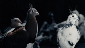 Rusya, kentleri gözetlemek için çipli güvercinleri kullanıyor