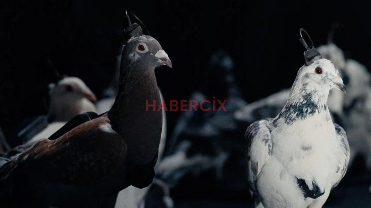 Rusya, kentleri gözetlemek için çipli güvercinleri kullanıyor