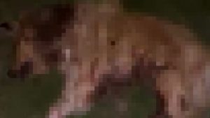 Samsun’da çok sayıda köpek tabancayla vurularak öldürüldü