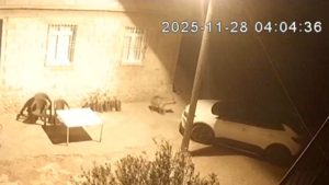 Şanlıurfa’da sırtlanlar tavuk kümesine girdi: Horoz ve tavukları çaldı