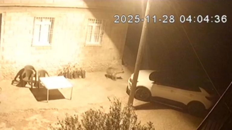 Şanlıurfa’da sırtlanlar tavuk kümesine girdi: Horoz ve tavukları çaldı