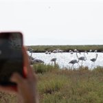 Tabiat ve lezzet tutkunları bu cinsleri çok sevecek